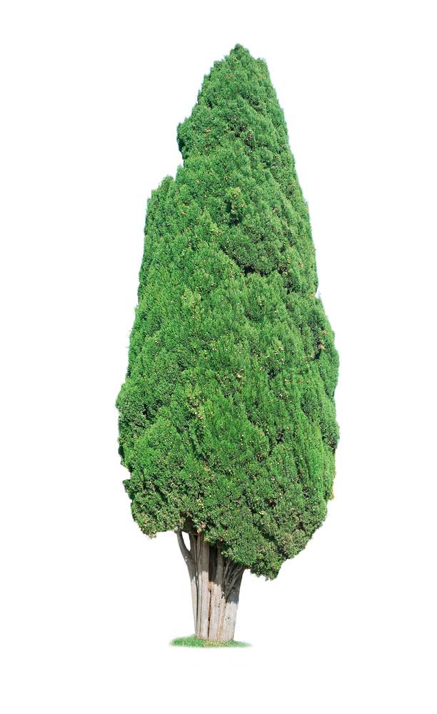 picture of cypress