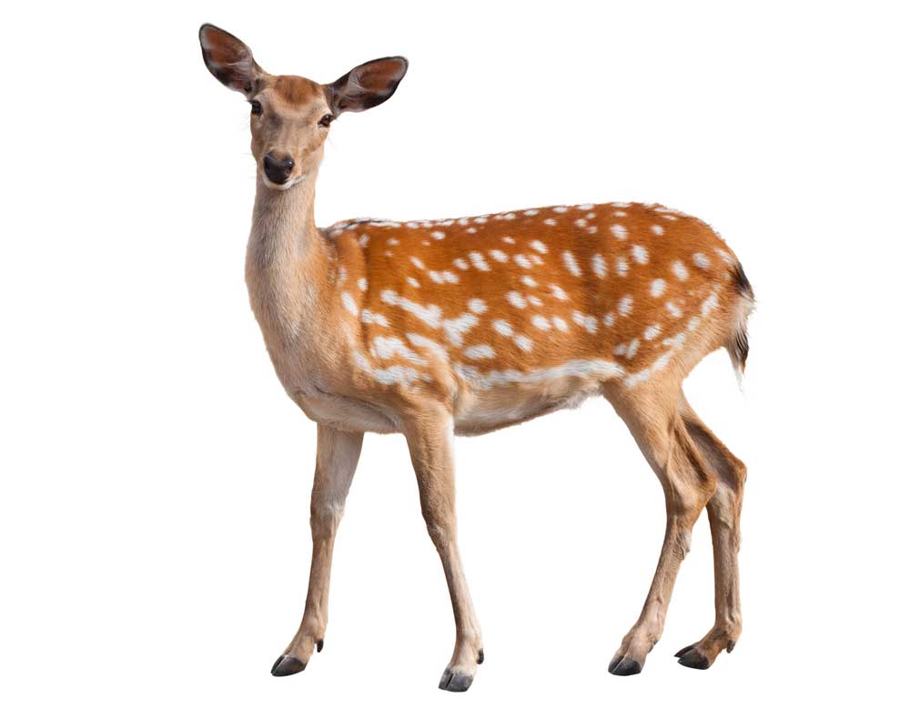 picture of deer