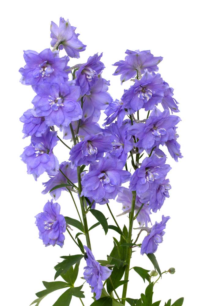 picture of delphinium