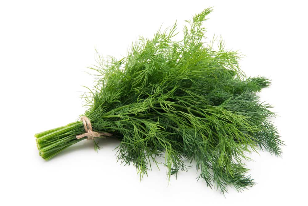 picture of dill