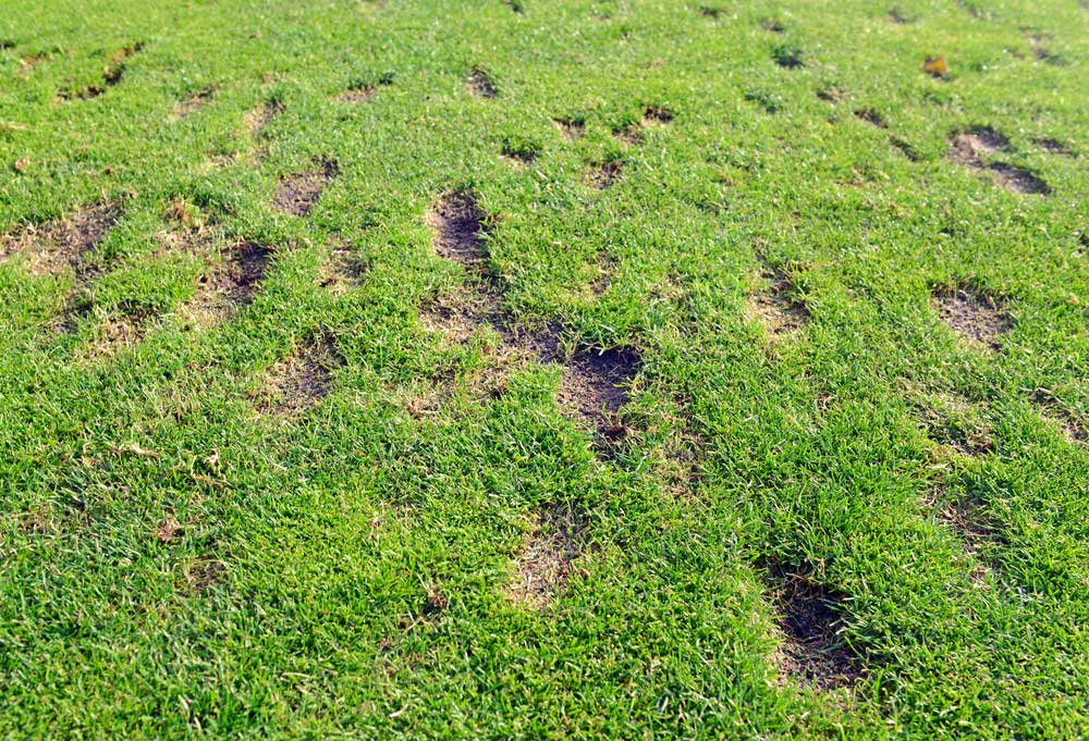 picture of divot