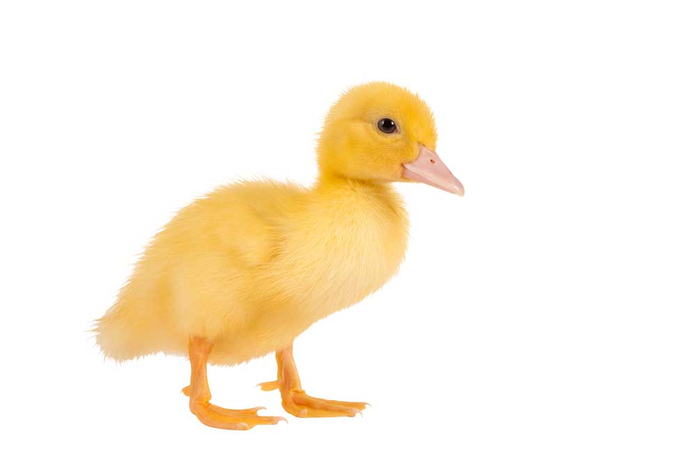 picture of duckling