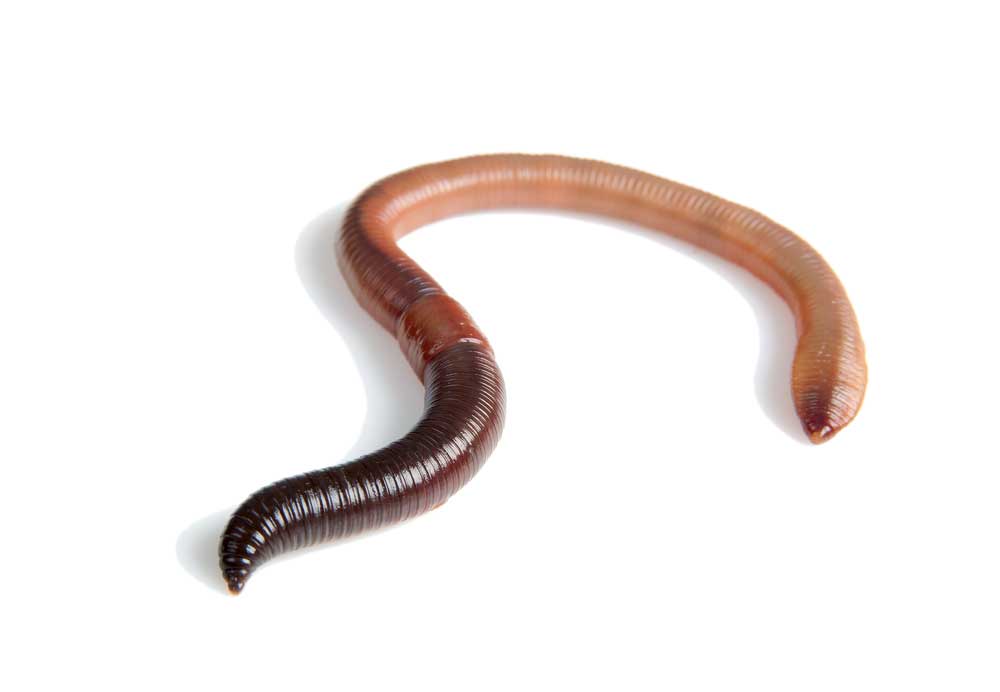 picture of earthworm