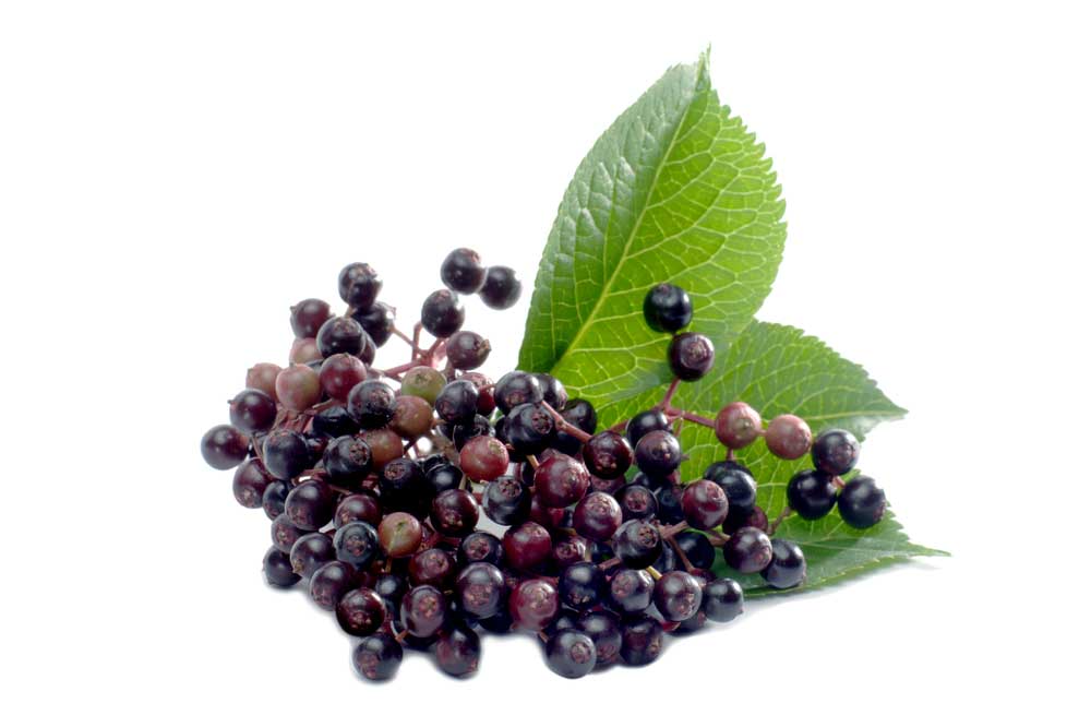 picture of elderberry