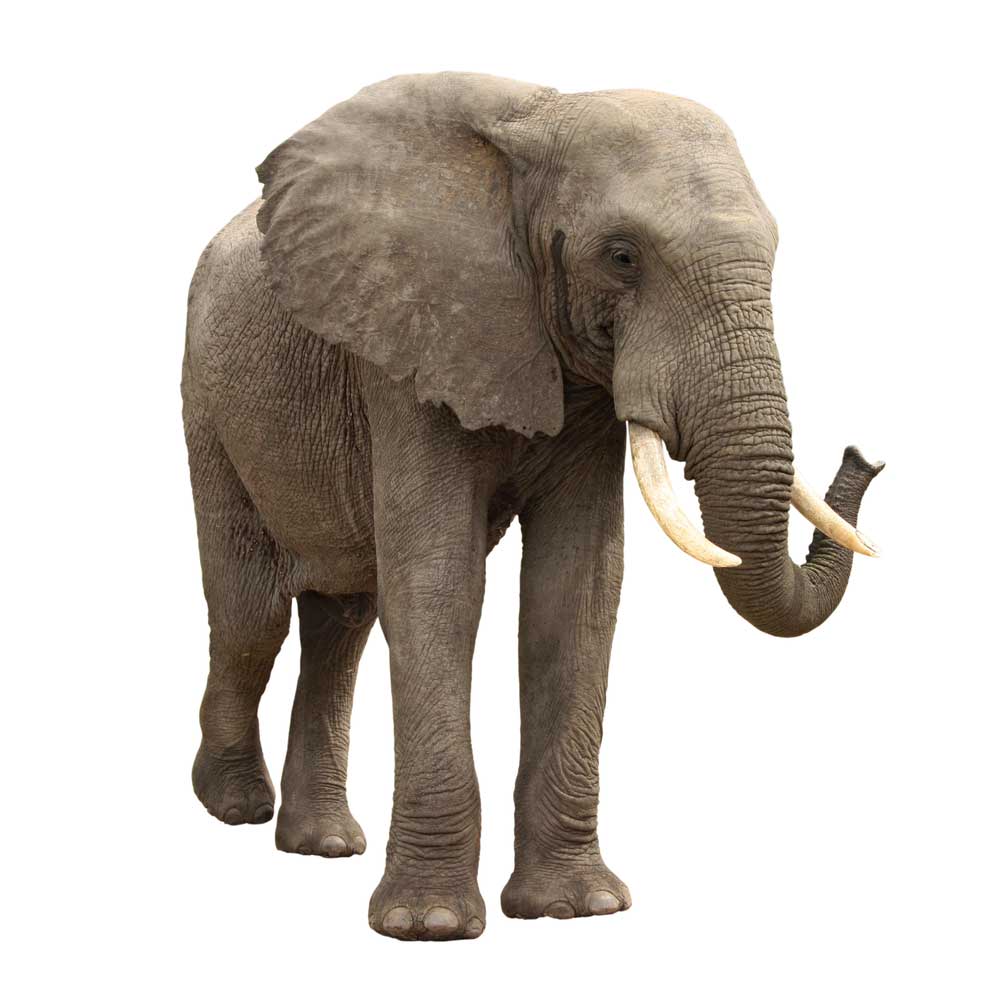 picture of elephant