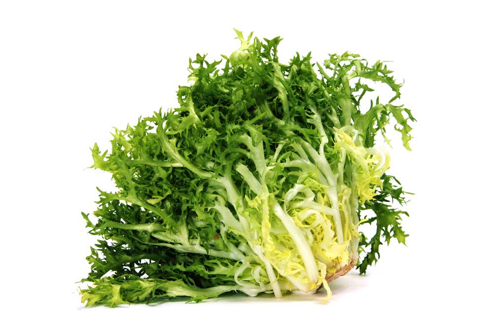 picture of endive