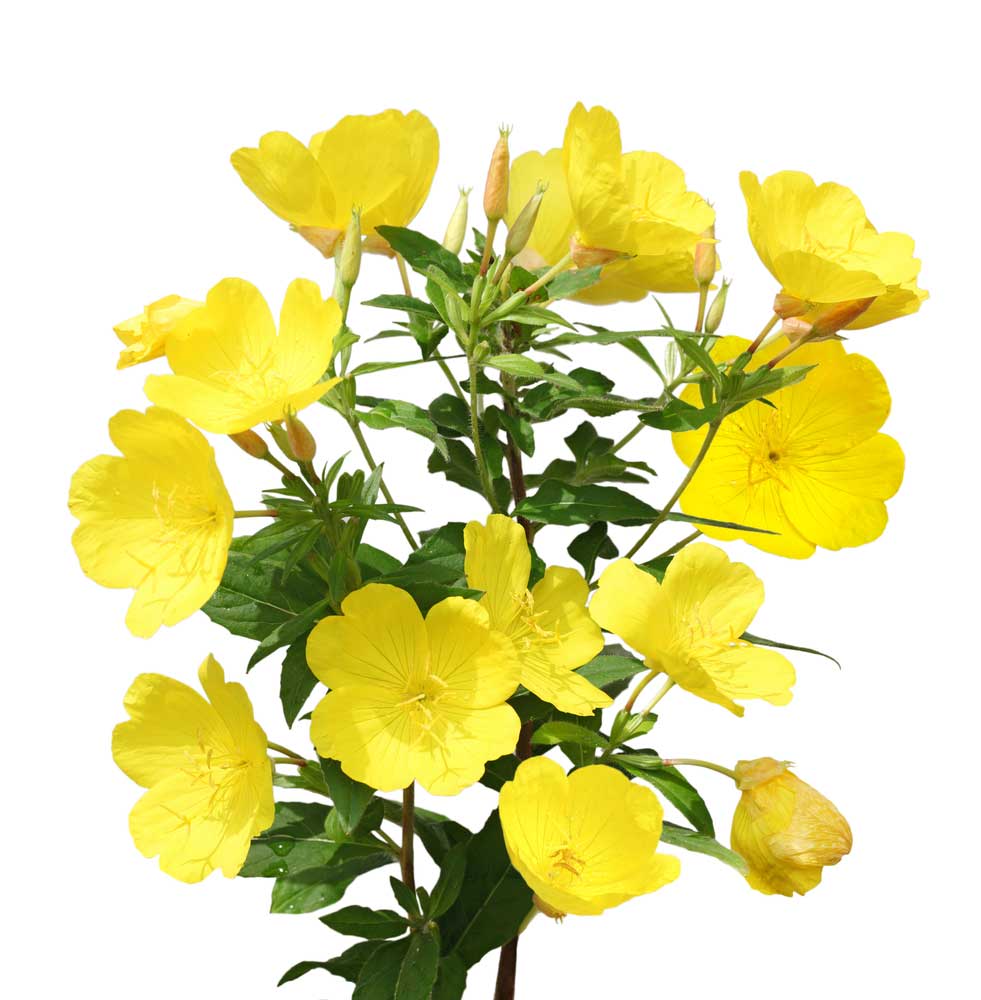 picture of evening-primrose