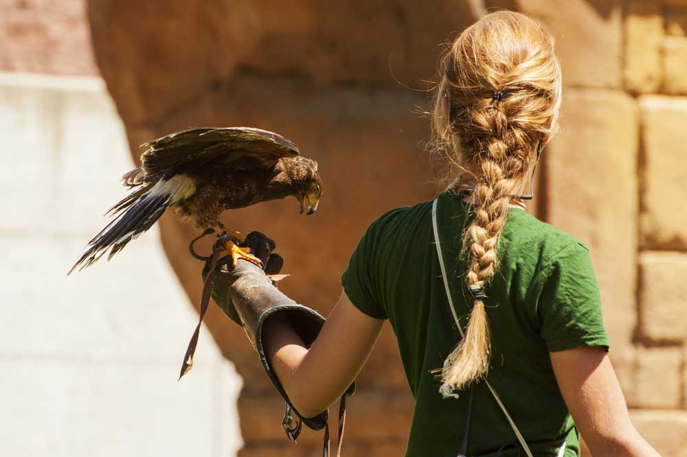 picture of falconer