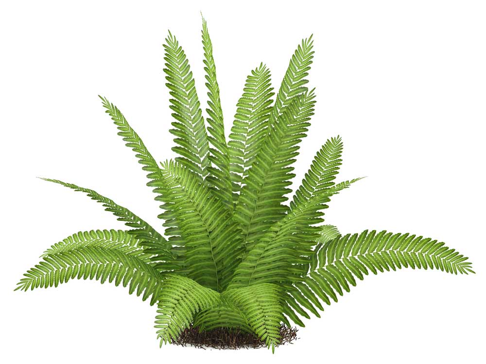 picture of fern