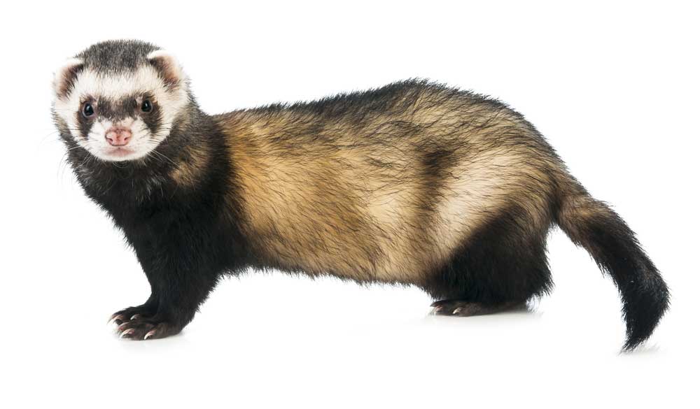 picture of ferret