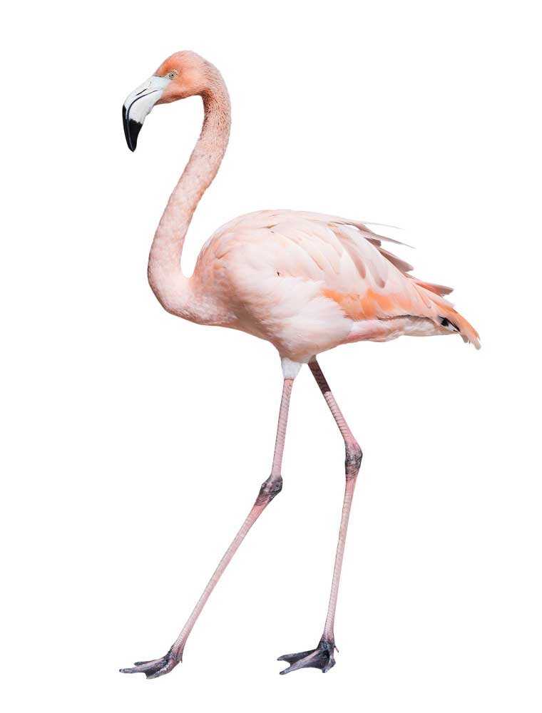 picture of flamingo