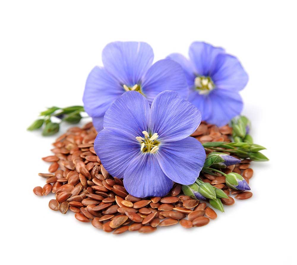 picture of flax