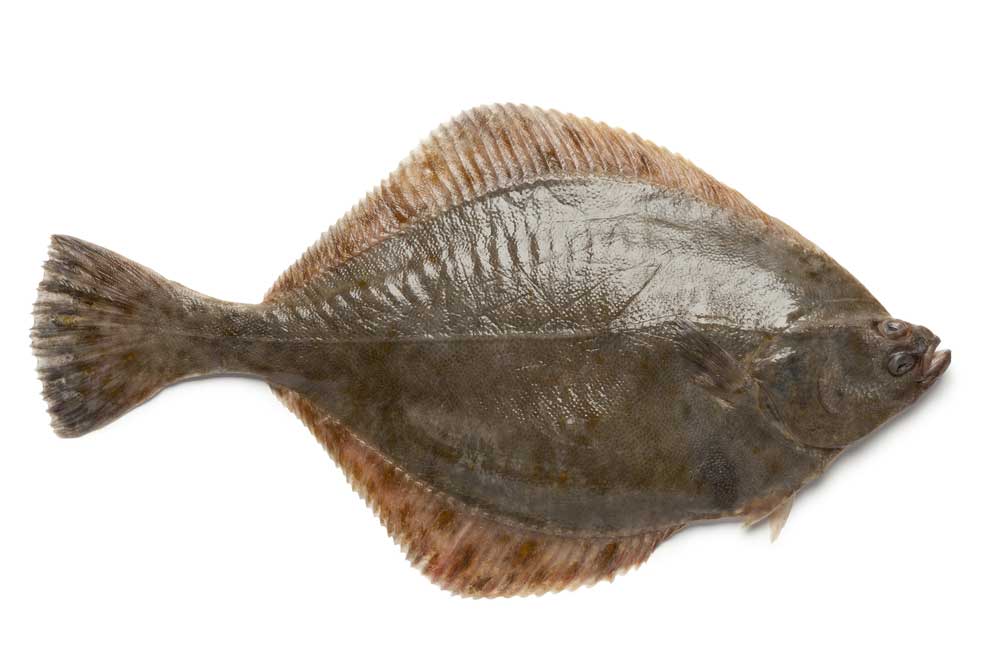 picture of flounder