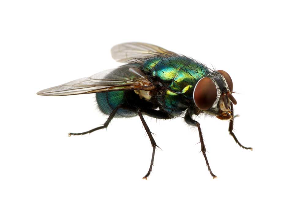 picture of Fly