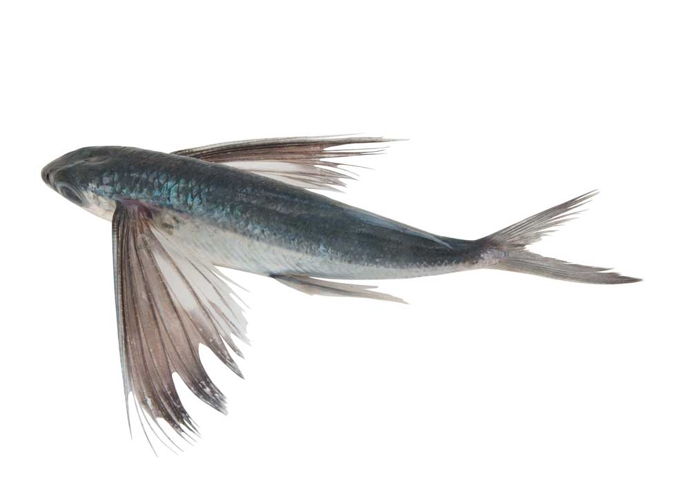 picture of flying fish