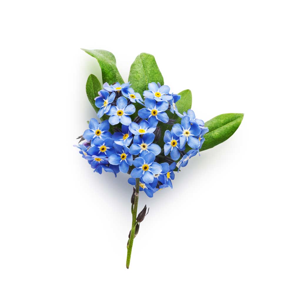 picture of forget-me-not