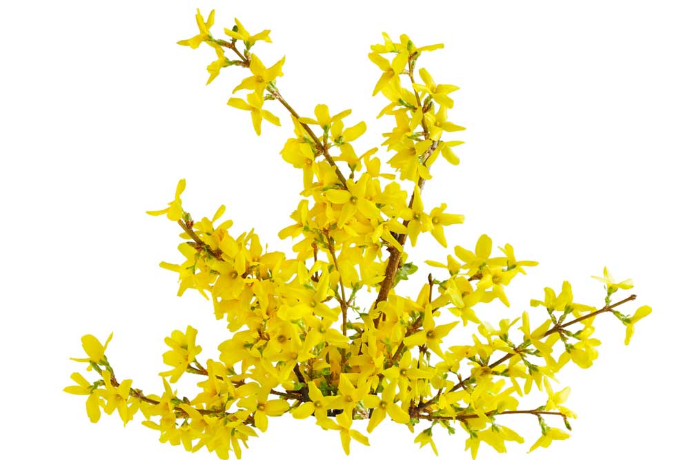 picture of forsythia