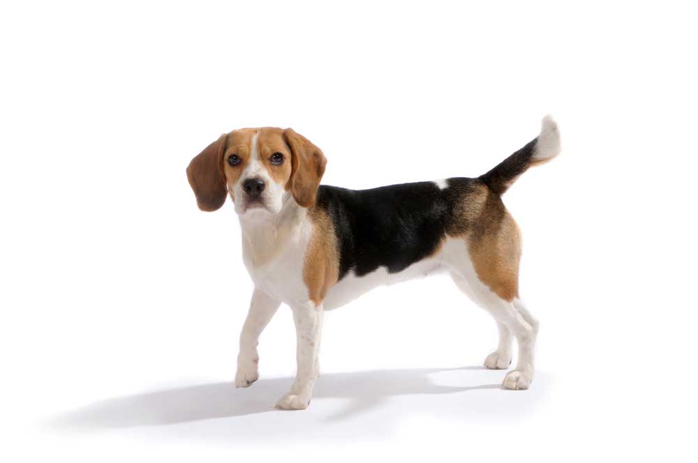 picture of foxhound