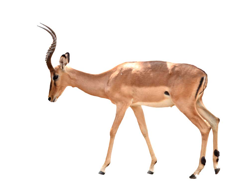 picture of gazelle