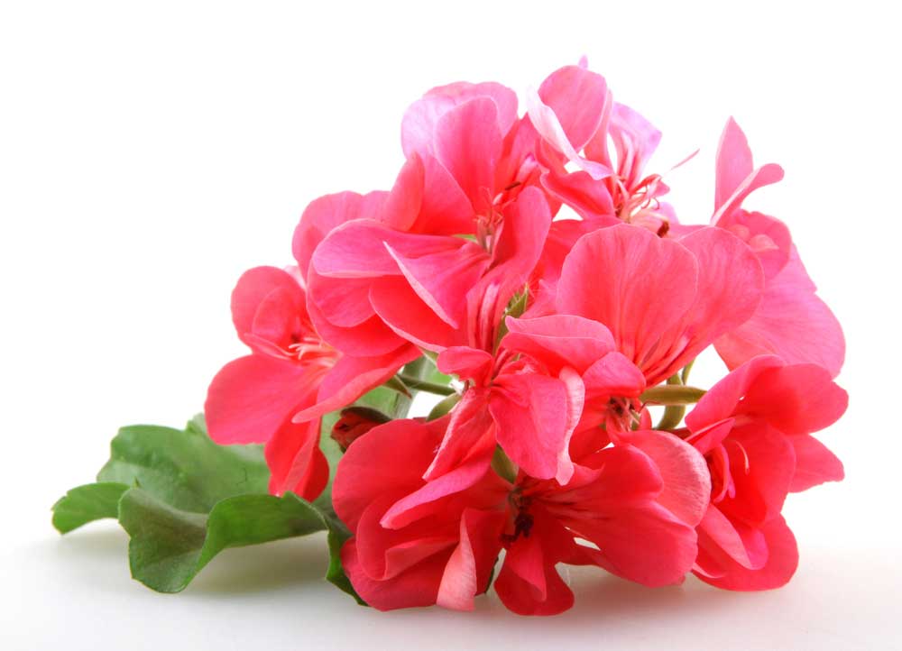 picture of geranium