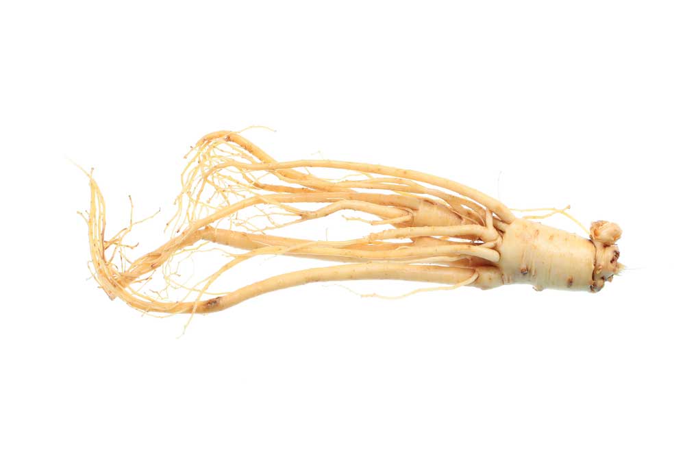 picture of ginseng