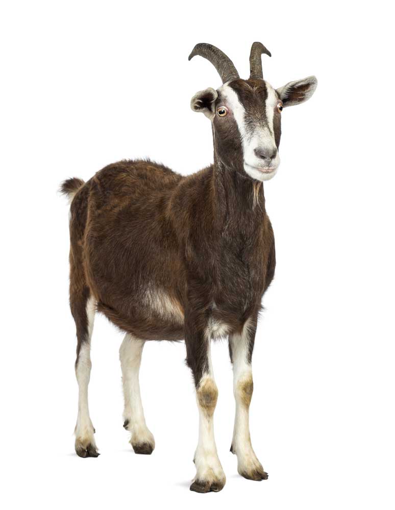 picture of goat