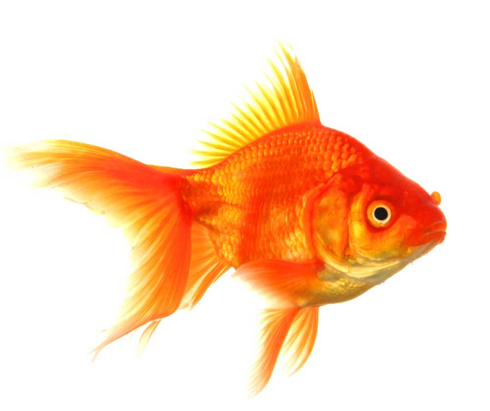 picture of goldfish