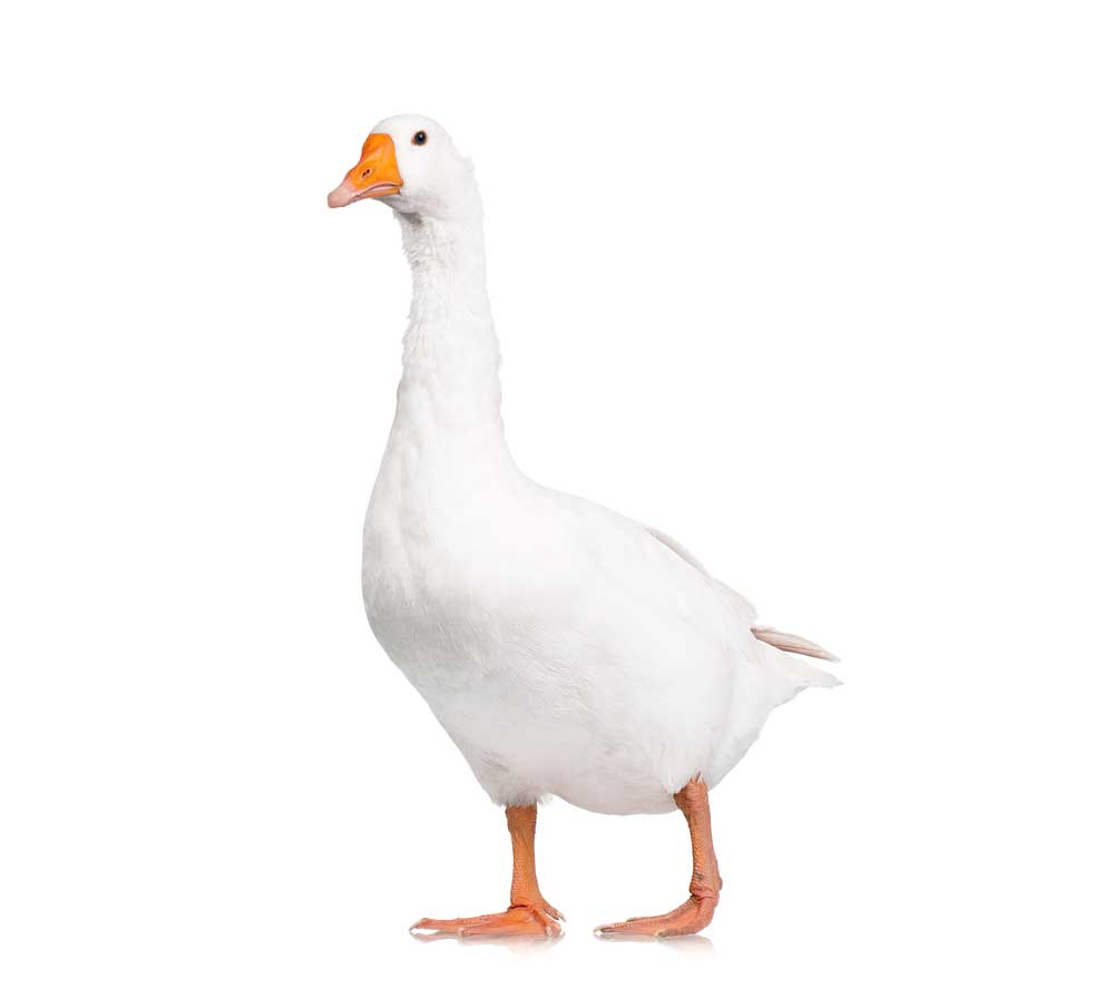 picture of goose