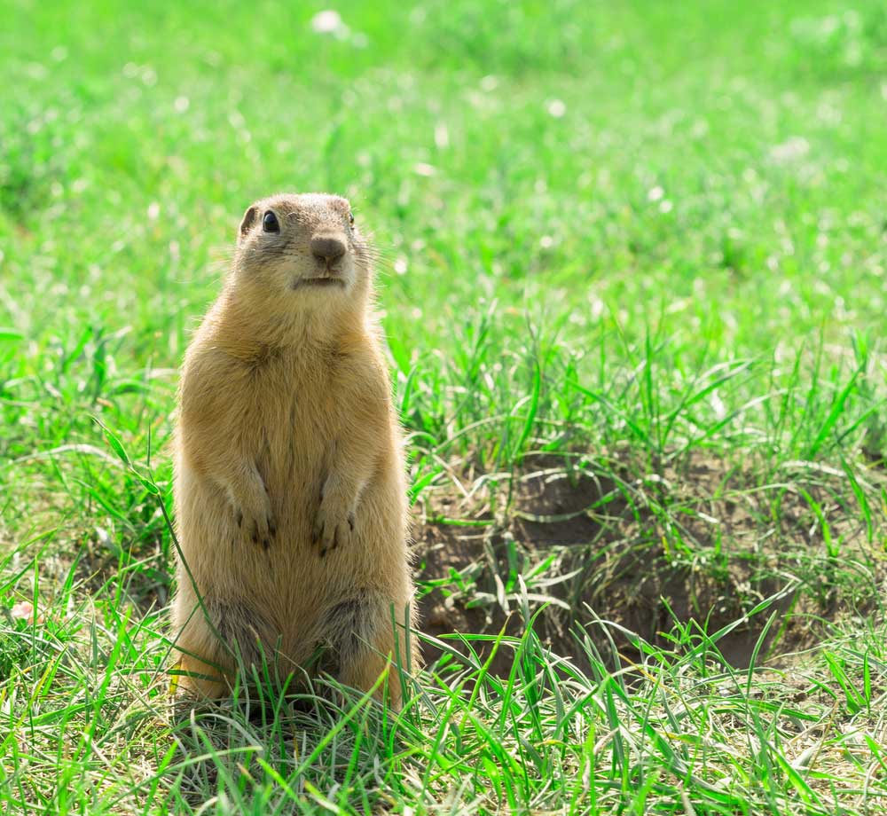 picture of gopher