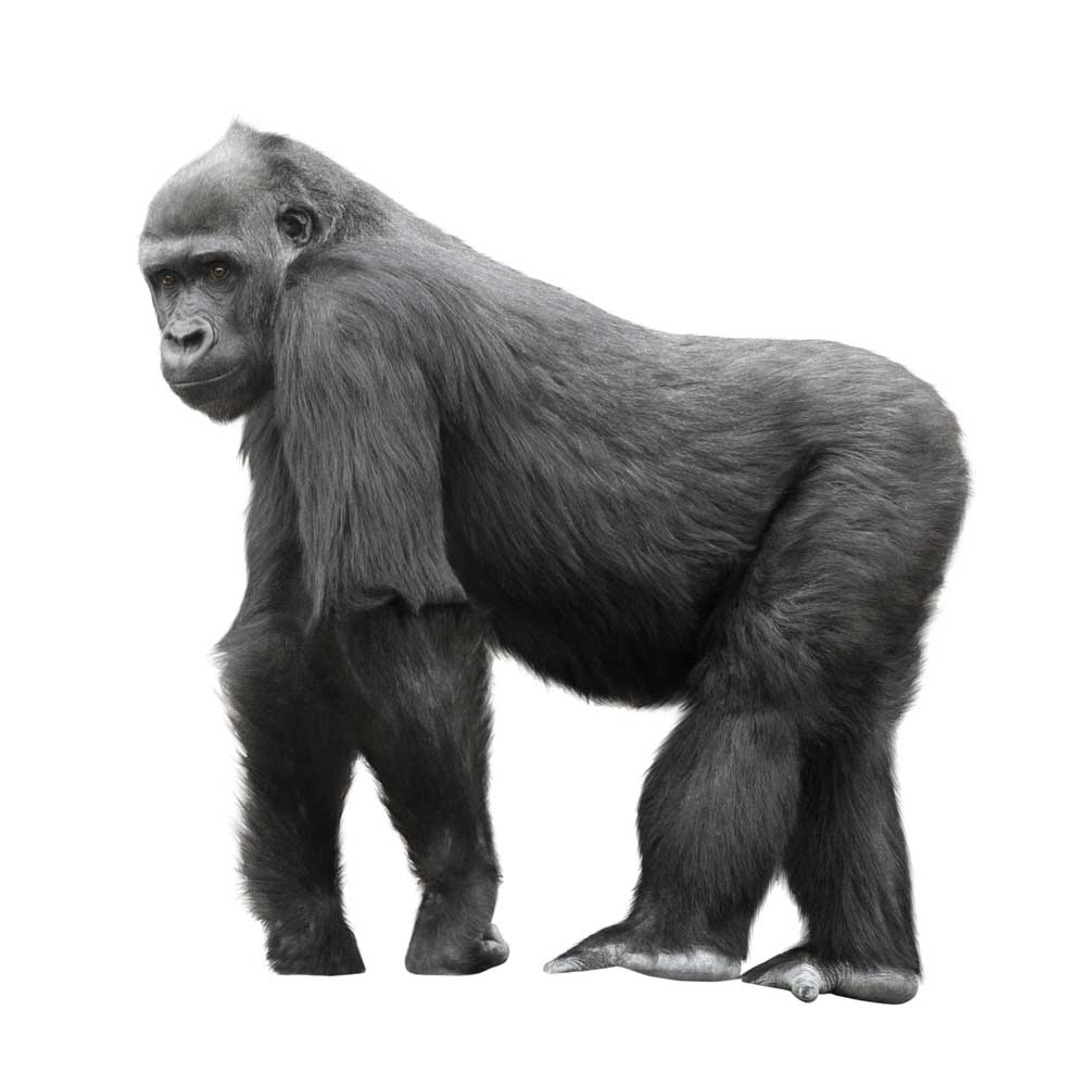 picture of gorilla