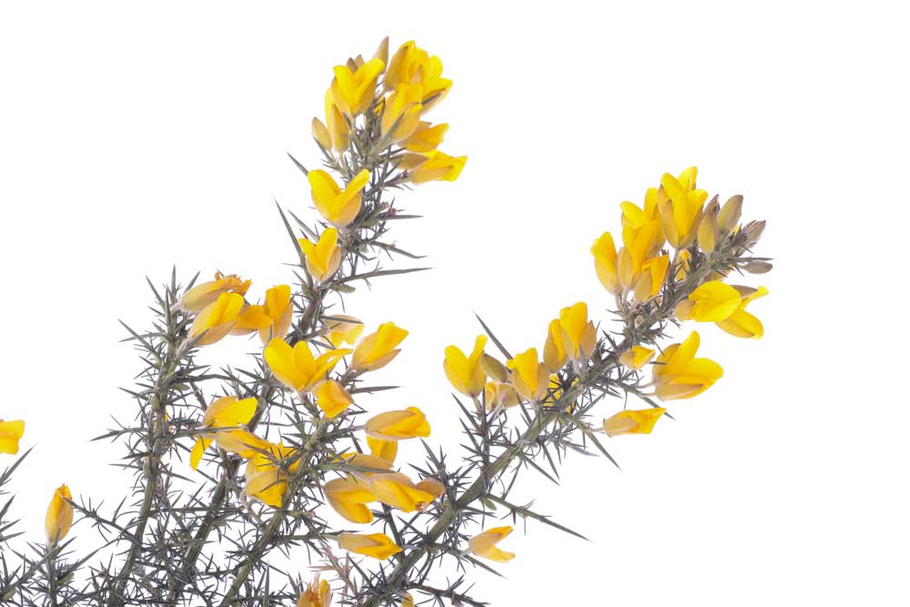 picture of gorse