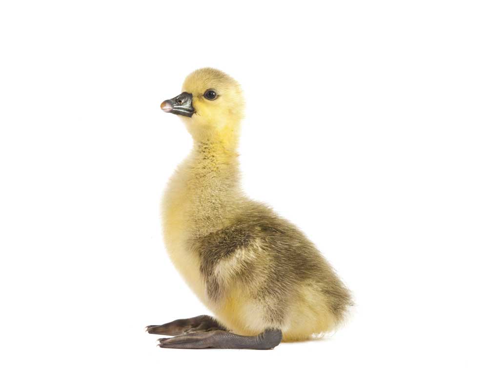 picture of gosling