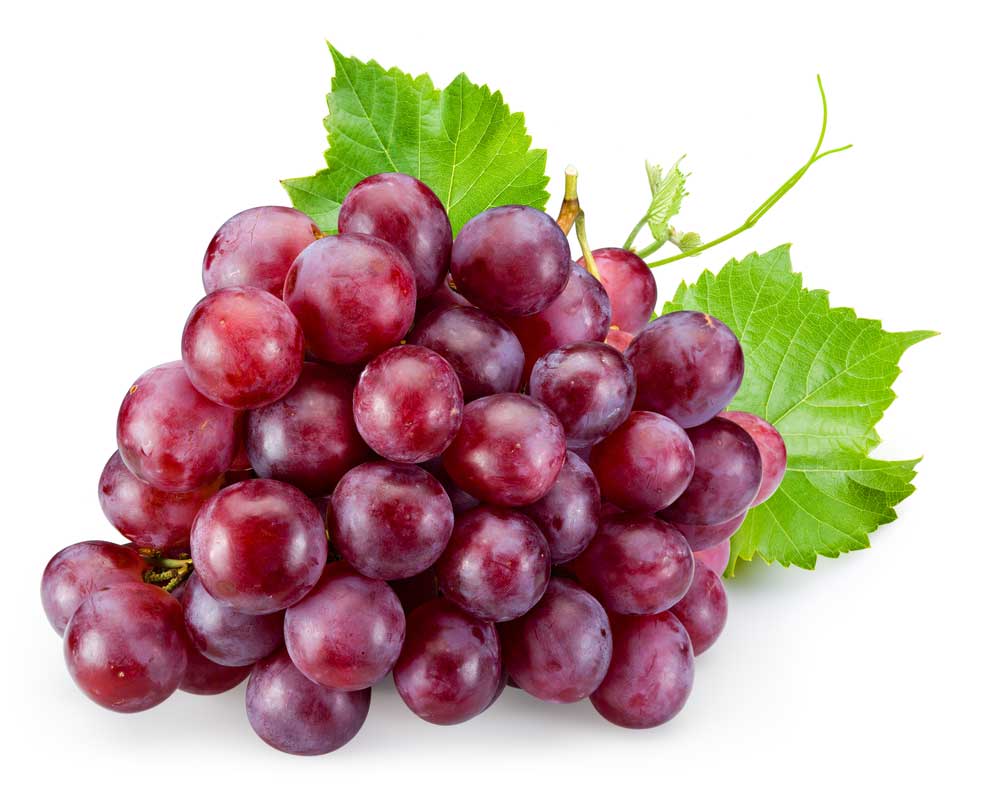 picture of grape