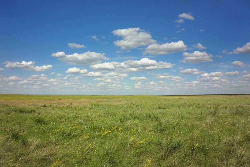 picture of Grassland