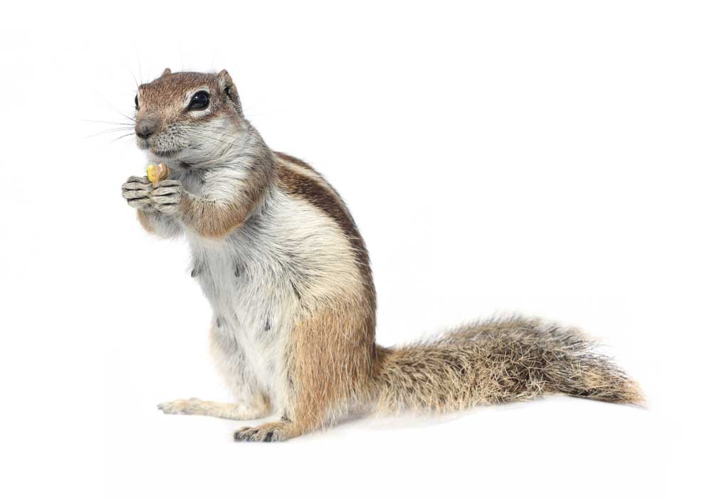 picture of ground squirrel