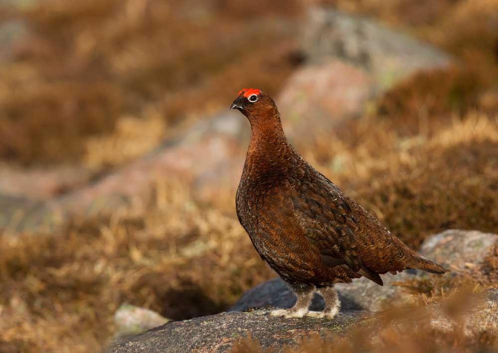 picture of grouse