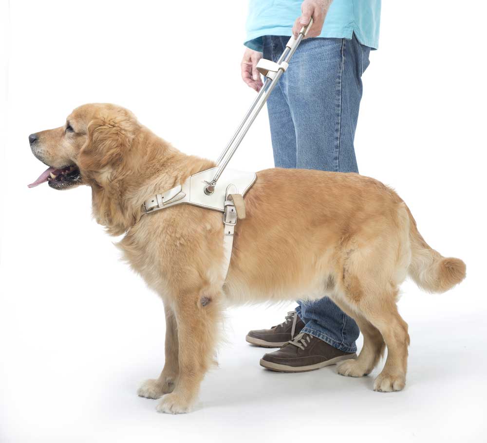 picture of guide dog