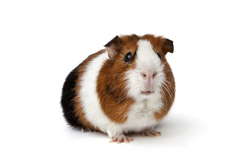 picture of guinea pig