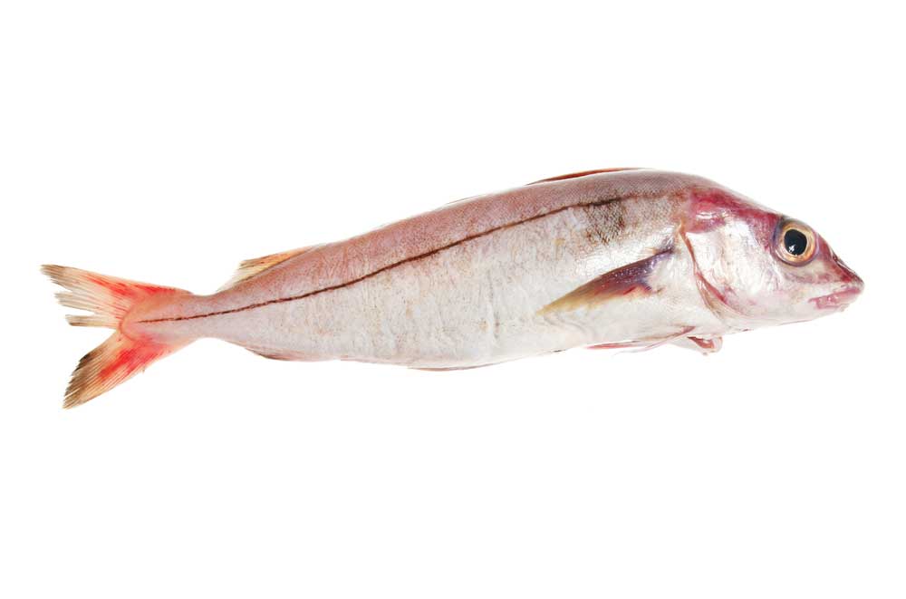 picture of haddock