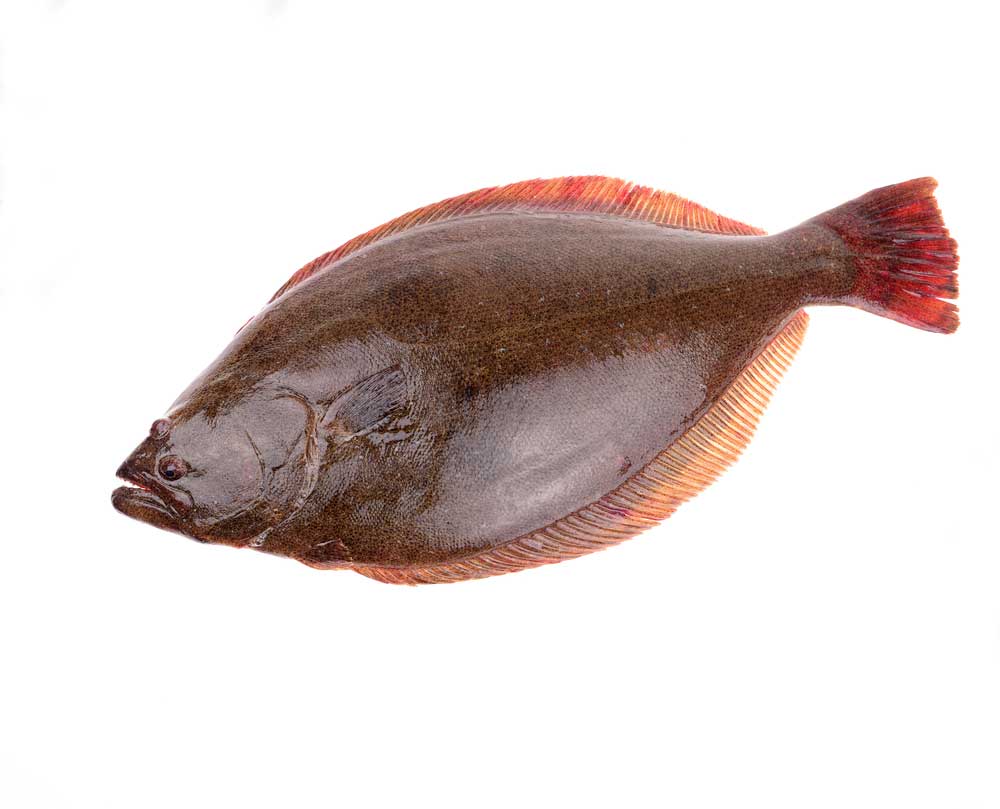 picture of halibut