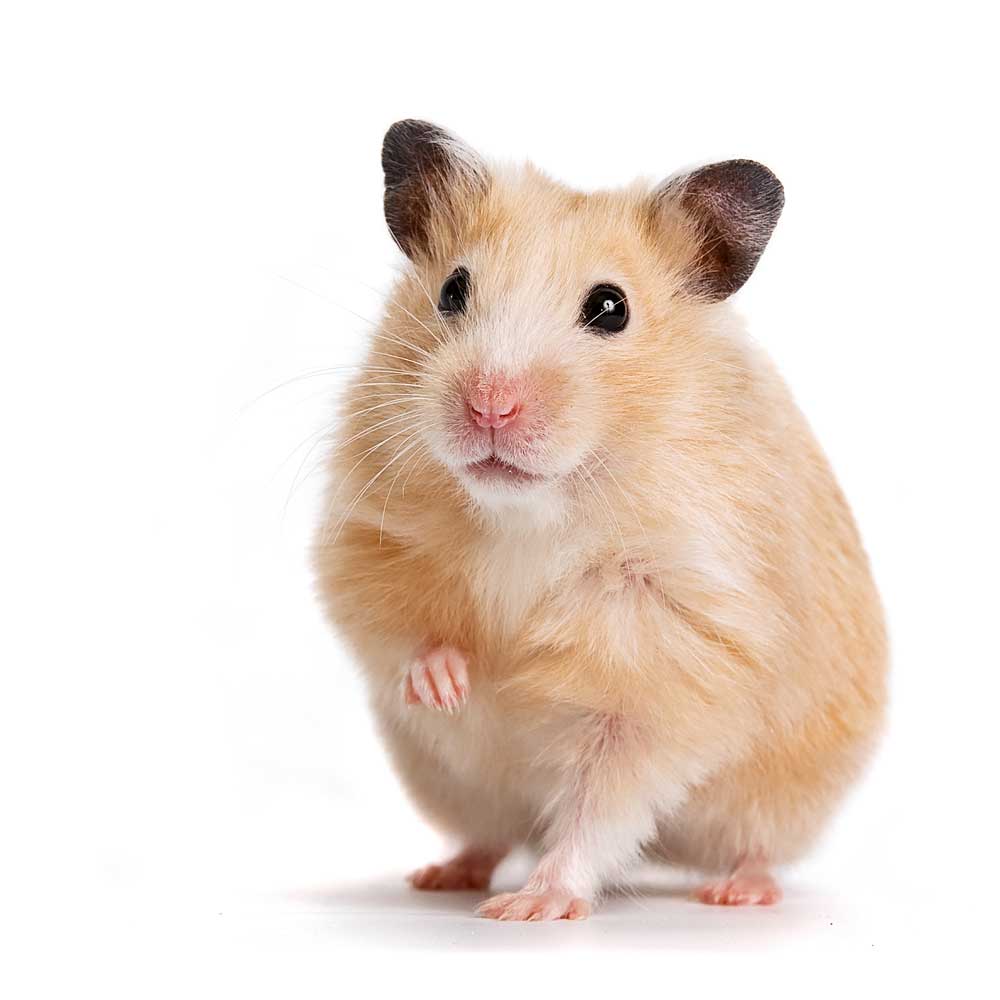 picture of hamster