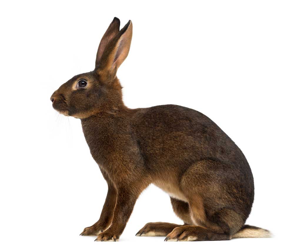 picture of hare