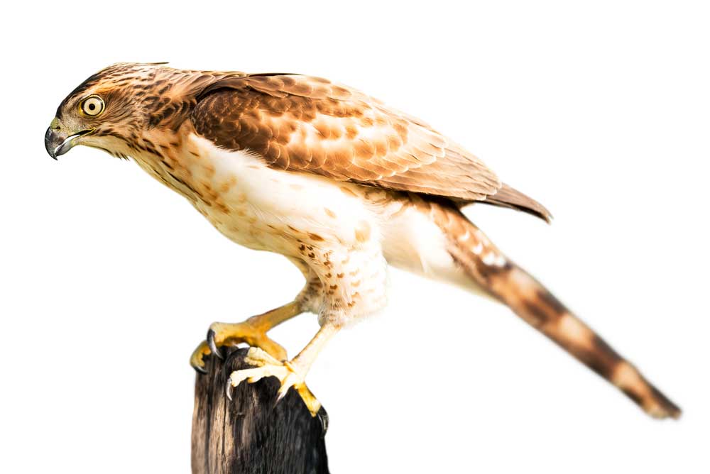 picture of hawk