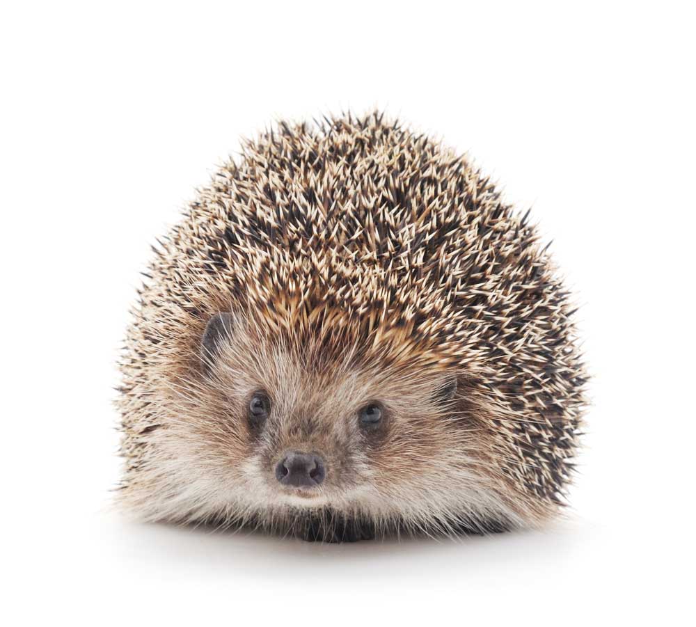 picture of hedgehog