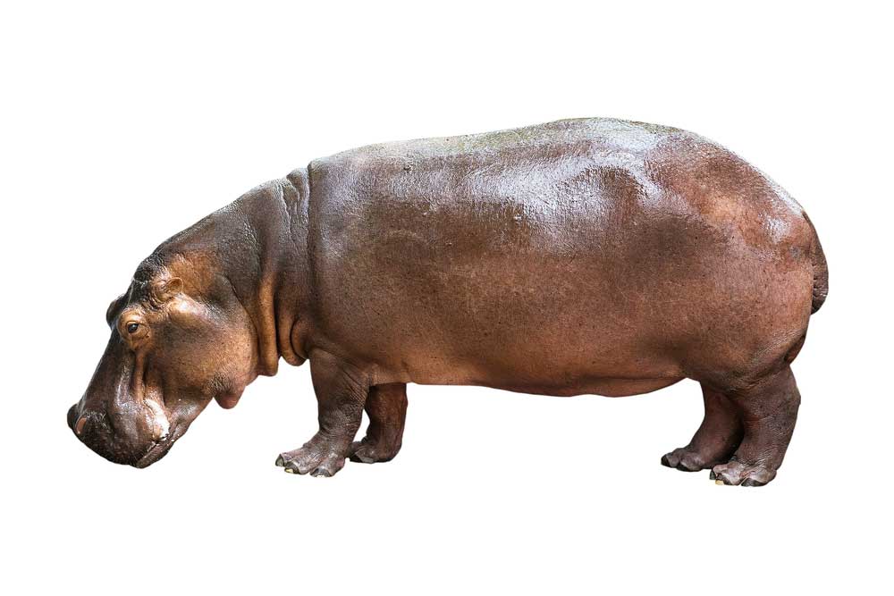 picture of hippo