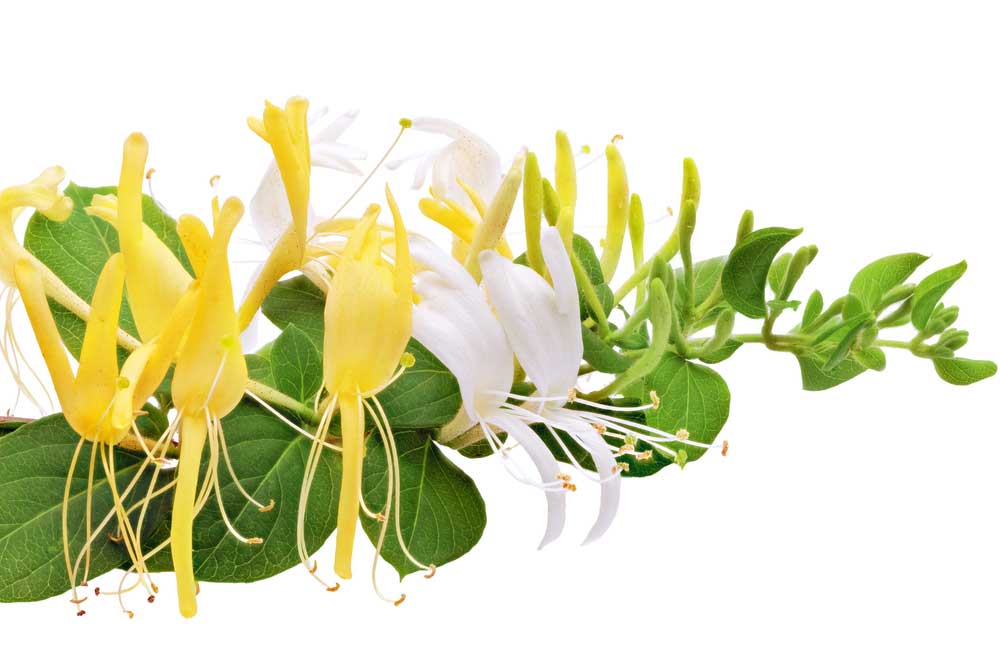 picture of honeysuckle