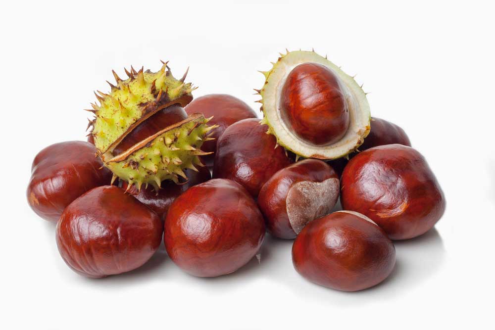 picture of horse-chestnut