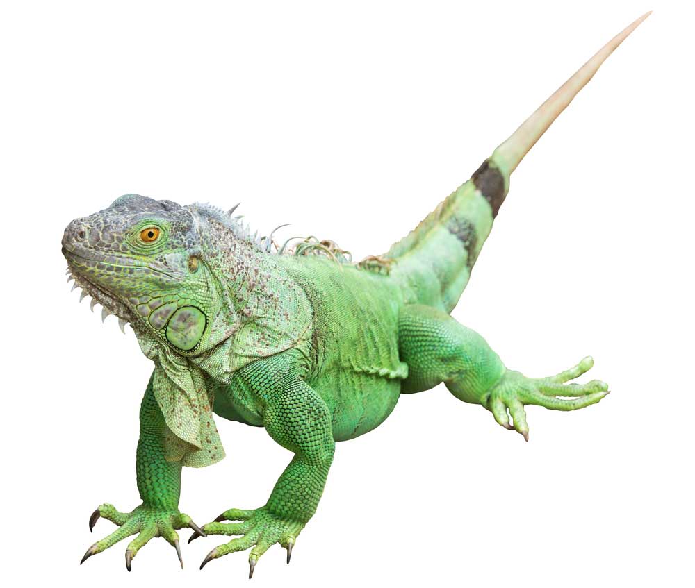 picture of iguana