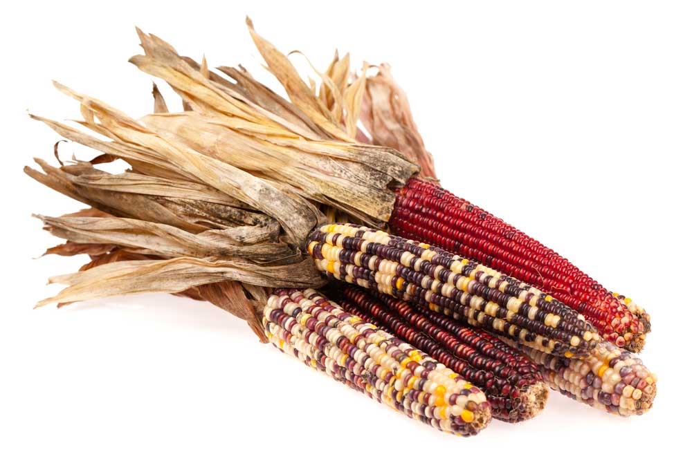 picture of indian-corn