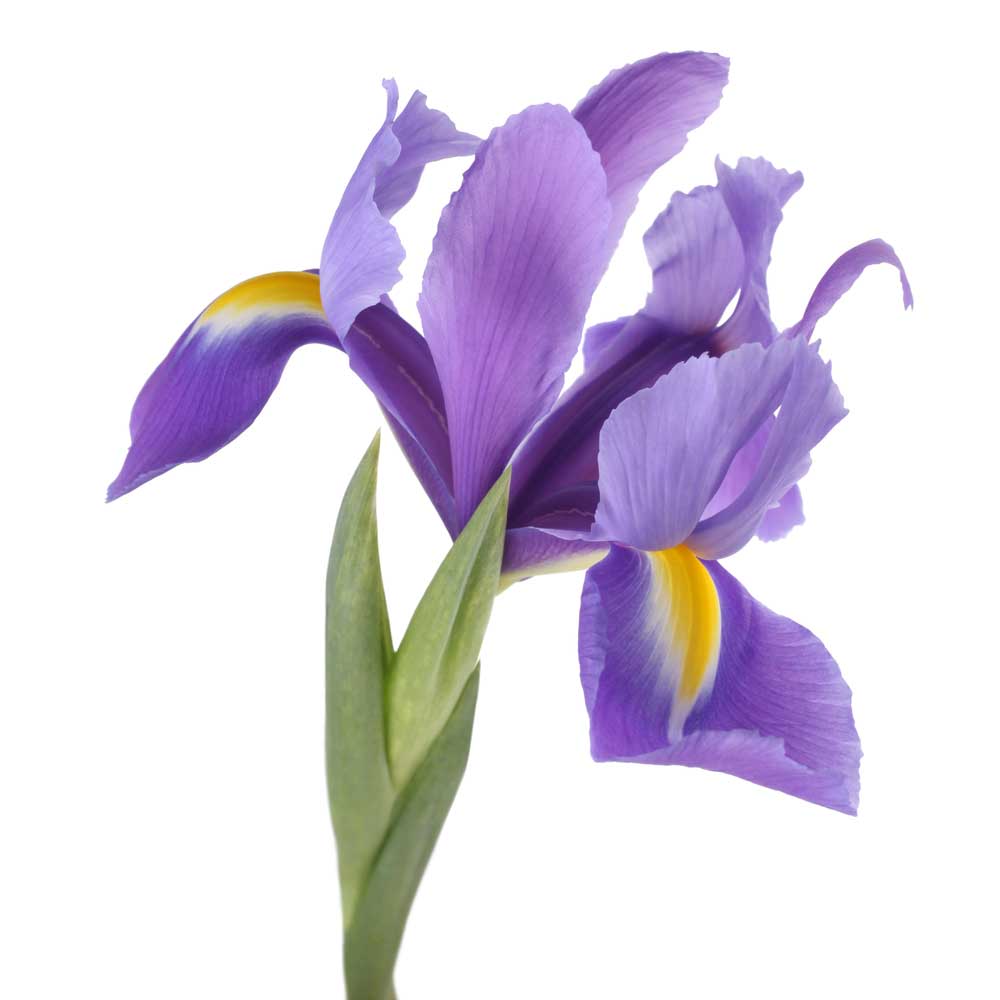 picture of iris